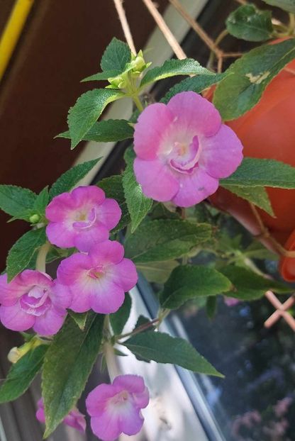 Brid's Sarina - Achimenes