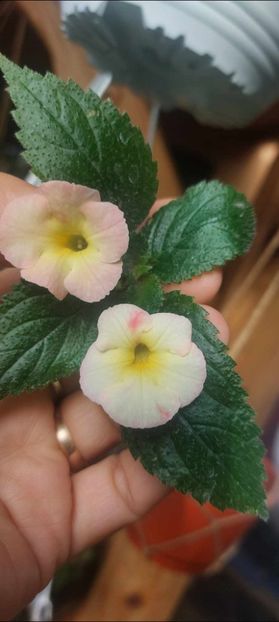 Strawberry Lemon - Achimenes