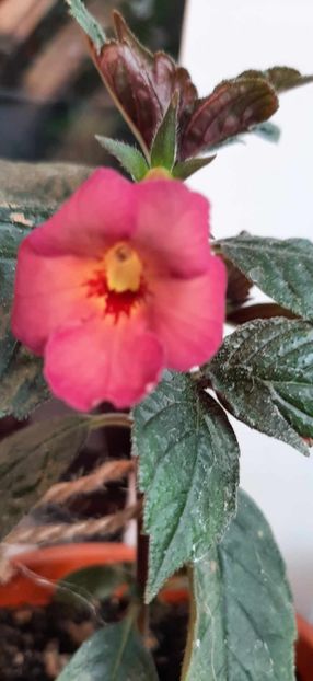 Ice Tea - Achimenes