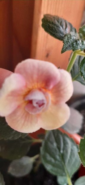 ABENDROT - Achimenes