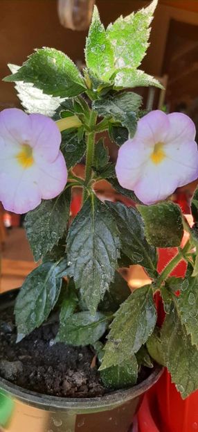 Brid's Mila - Achimenes