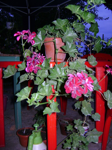 muscata curgatoare