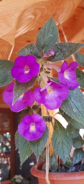 Brid's Luisa - Achimenes
