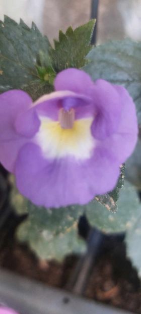 Brid's ROY 11 - Achimenes