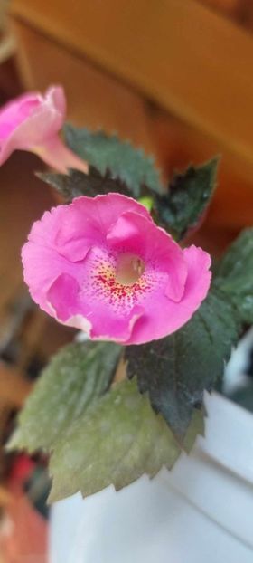 Pink Lili - Achimenes