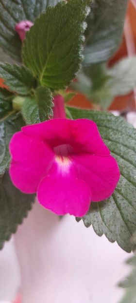 Brid's Heidi - Achimenes