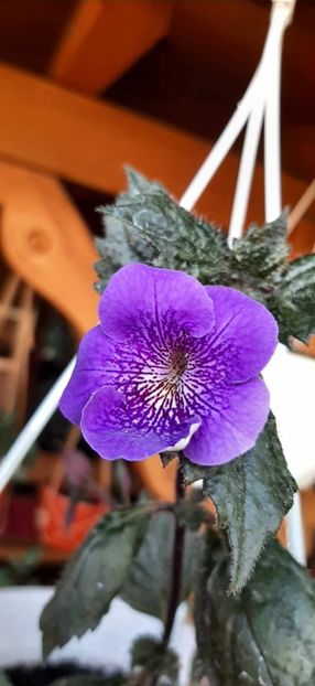 SRG'S REVELATION - Achimenes