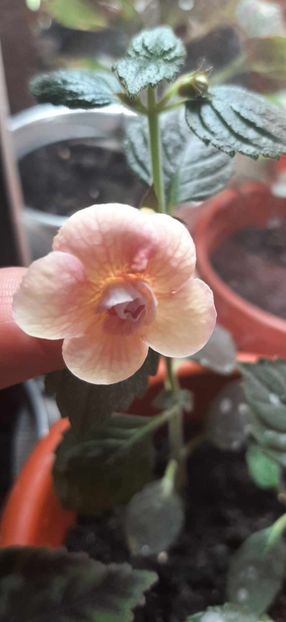ABENDROT - Achimenes
