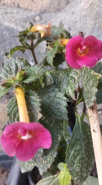 Srg's Fantasy - Achimenes