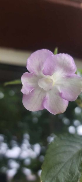 Brid's Sarina - Achimenes