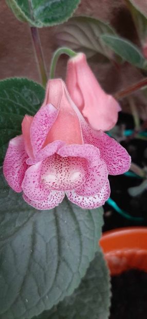 Red sleeve - Sinningia