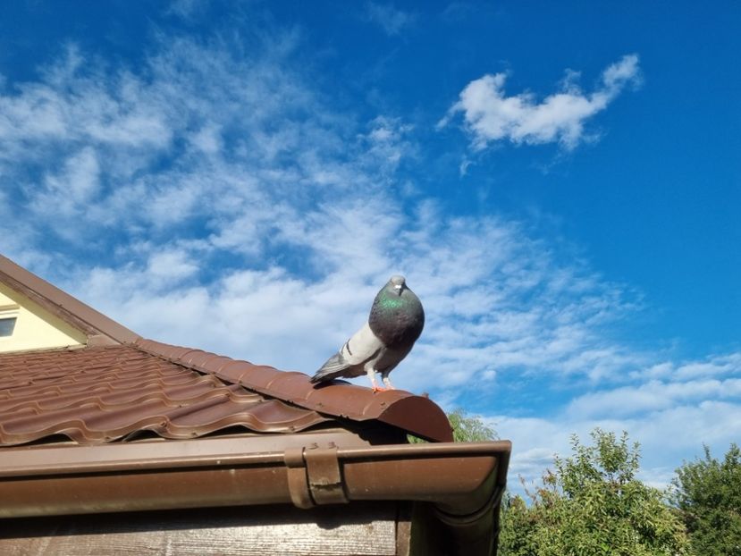 Raptor - Gusati Horseman