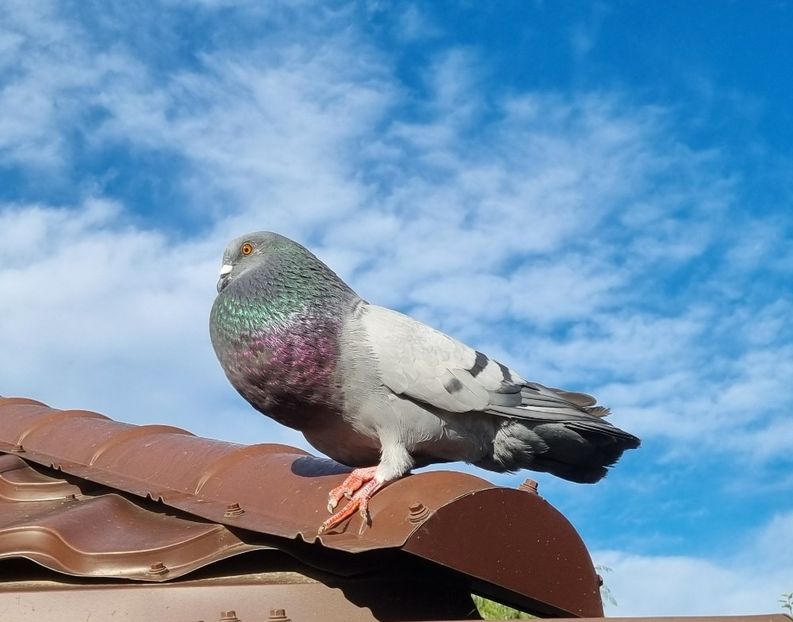 Crescut la mana - Gusati Horseman