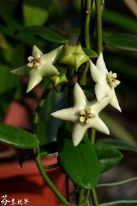 Hoya coronaria White - 00 HOYA-Lacrima Maicii Domnului sau Nectarul Zeilor