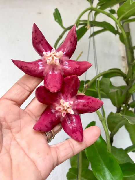 Imperialis-Red - 00 HOYA-Lacrima Maicii Domnului sau Nectarul Zeilor