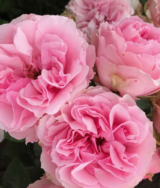 pink_flower_village 1 - PINK FLOWER VILLAGE