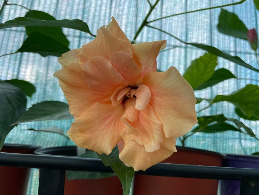  - 001 - Hibiscusi 2024 - 2