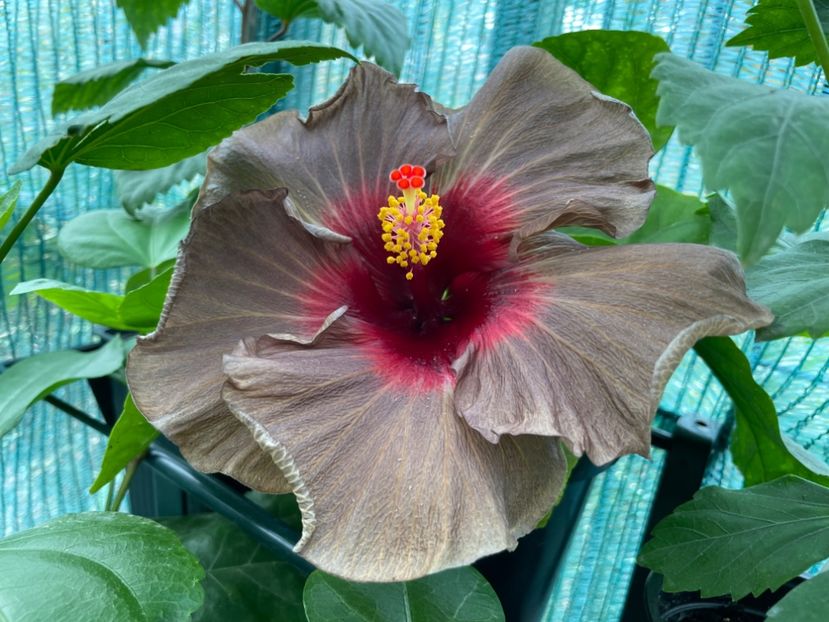  - 001 - Hibiscusi 2024 - 2