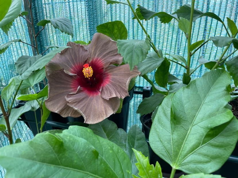  - 001 - Hibiscusi 2024 - 2