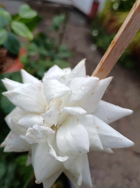  - TRANDAFIR URCATOR SWAN LAKE alb