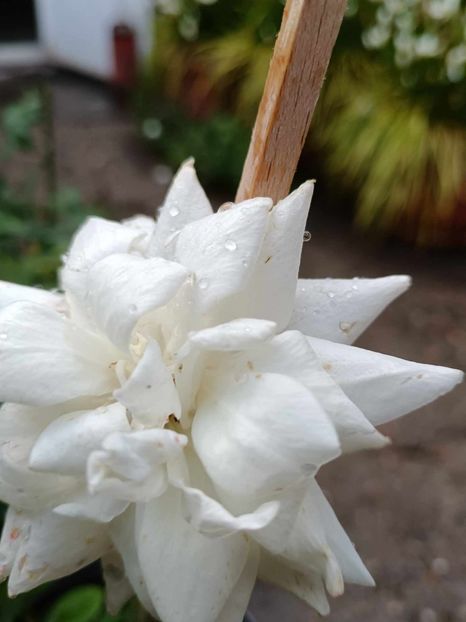  - TRANDAFIR URCATOR SWAN LAKE alb