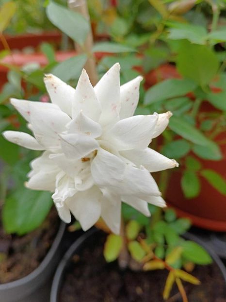 Trandafir alb urcator- 2 - TRANDAFIR URCATOR SWAN LAKE alb