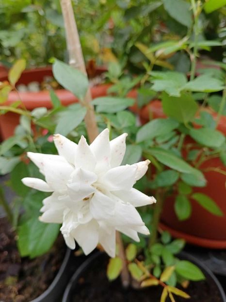 Trandafir alb urcator- 3 - TRANDAFIR URCATOR SWAN LAKE alb