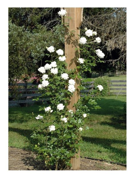 trandafir-urcator-3 - TRANDAFIR URCATOR SWAN LAKE alb