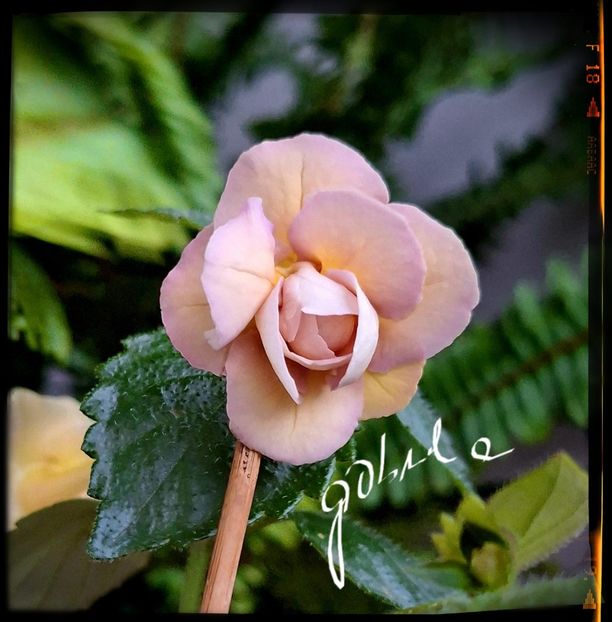  - BriD s Luisa Maria