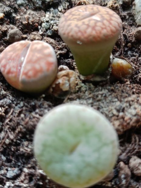 - suculente si cactusi