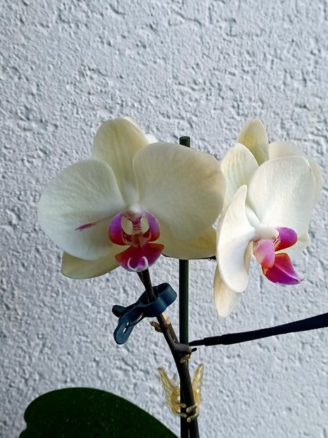 Img.2024.09.18 - 6-Orchideele mele