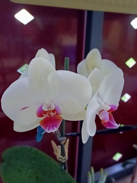 Img.2024.09.18 - 6-Orchideele mele