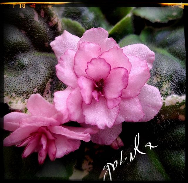  - Rebel s Rosebud