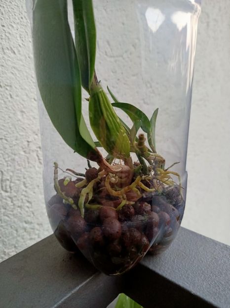 Img.2024.09.19 - Probleme la cattleya