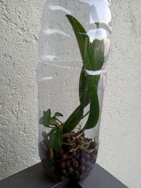 Img.2024.09.19 - Probleme la cattleya