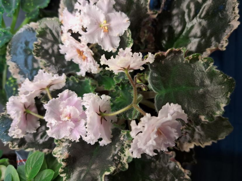  - Violeta EK-Izumrudnoe Kruzhevo