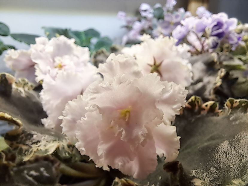  - Violeta EK-Izumrudnoe Kruzhevo