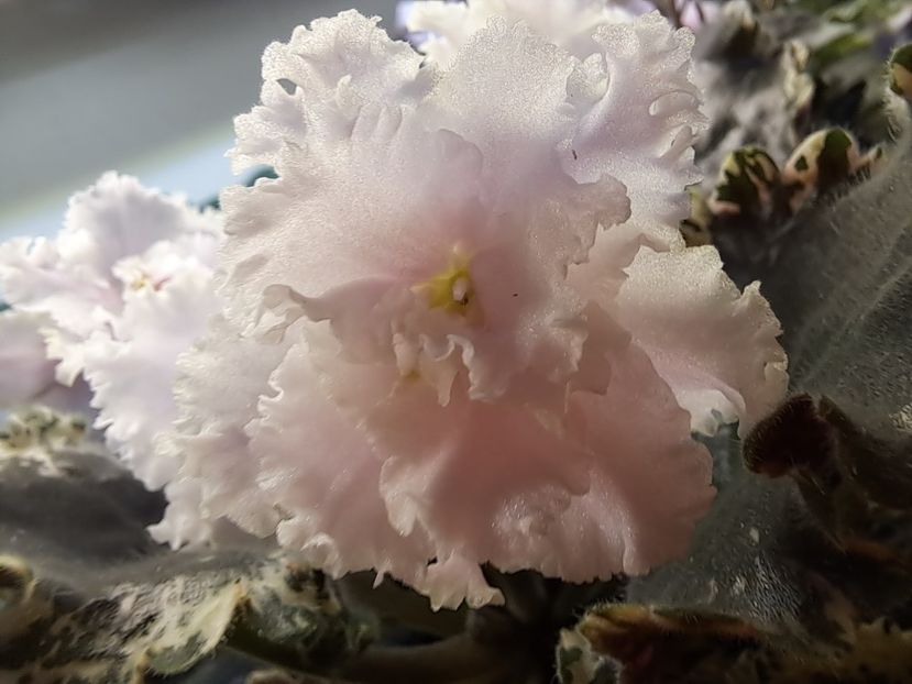  - Violeta EK-Izumrudnoe Kruzhevo