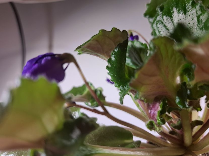  - Violeta Celery sport