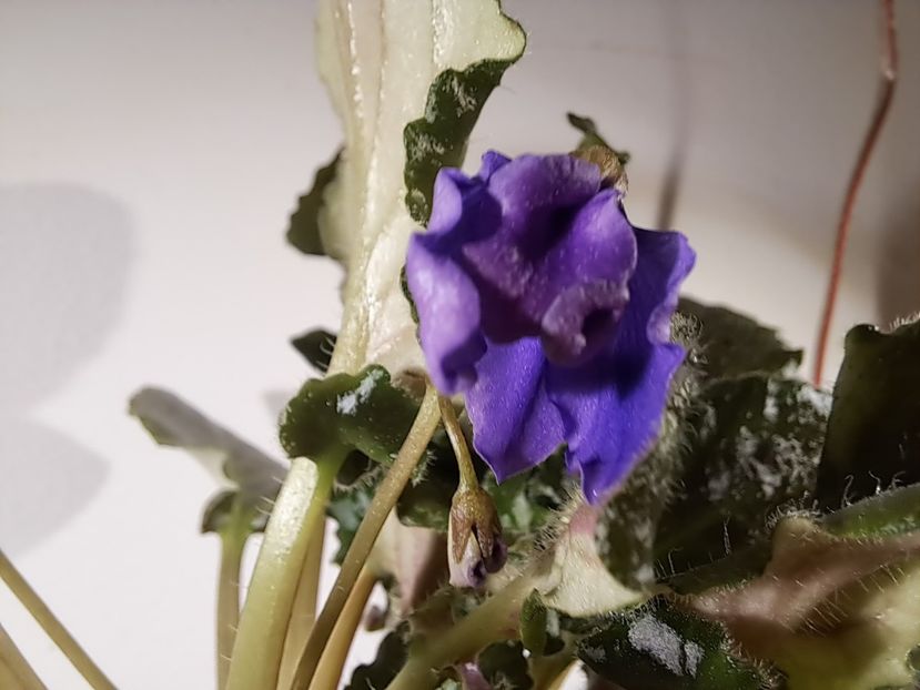  - Violeta Celery sport