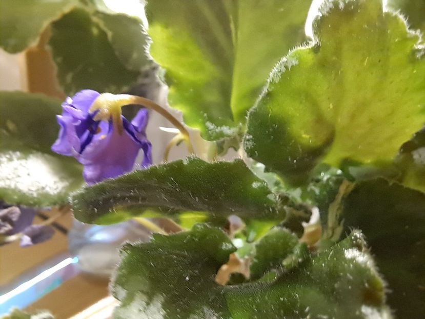  - Violeta Celery sport