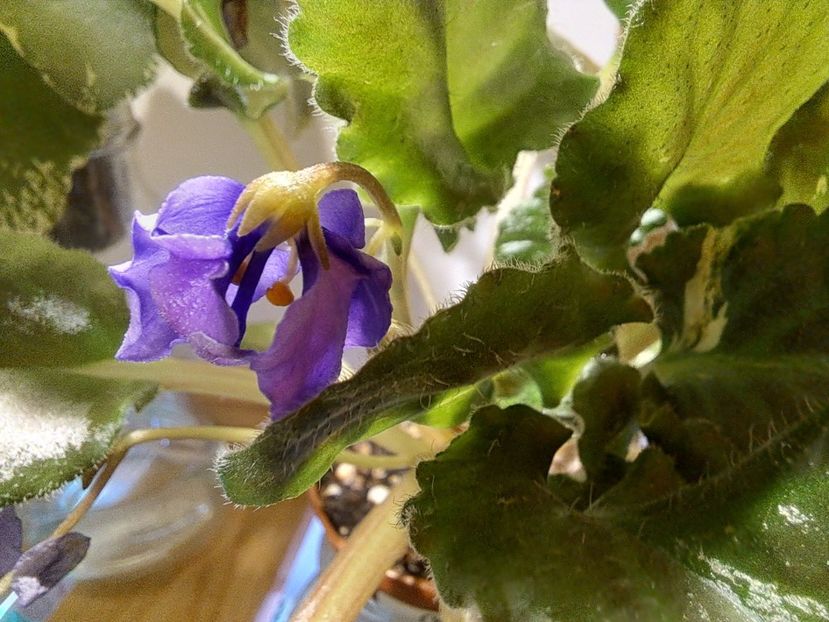  - Violeta Celery sport