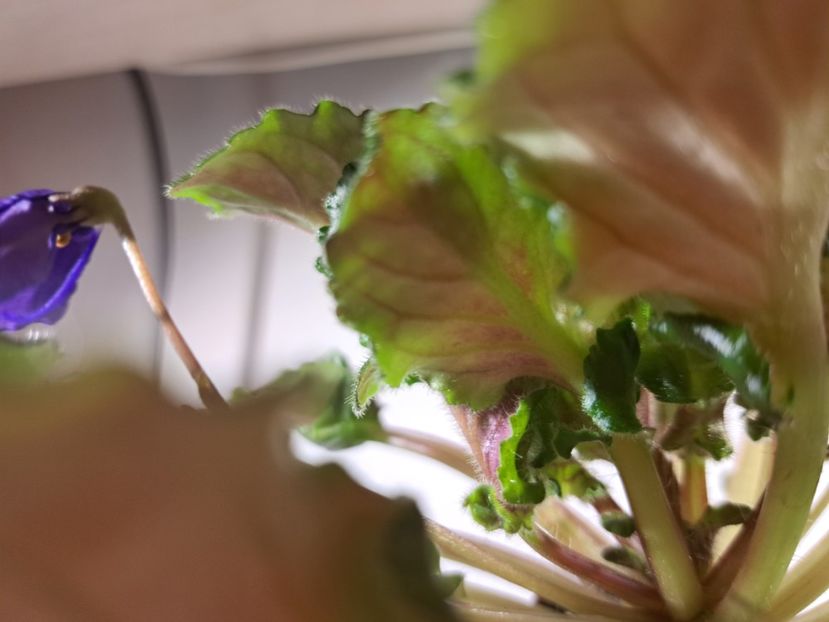  - Violeta Celery sport