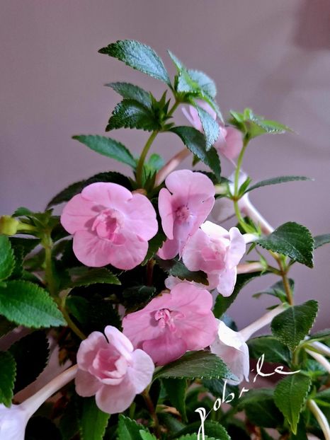  - Double Pink Rose