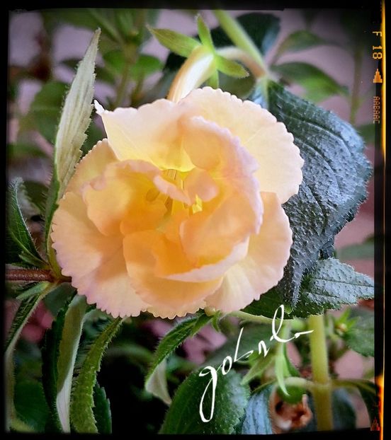  - Yellow English Rose