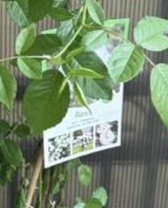 Trandafiri albi 2 - TRANDAFIR URCATOR SWAN LAKE alb