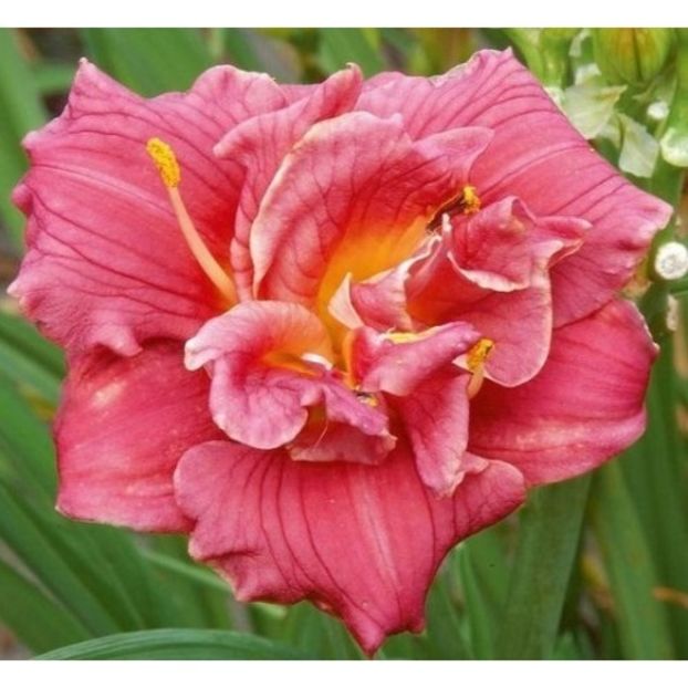 Hemerocallis-cute-as-can-be - Hemerocallis