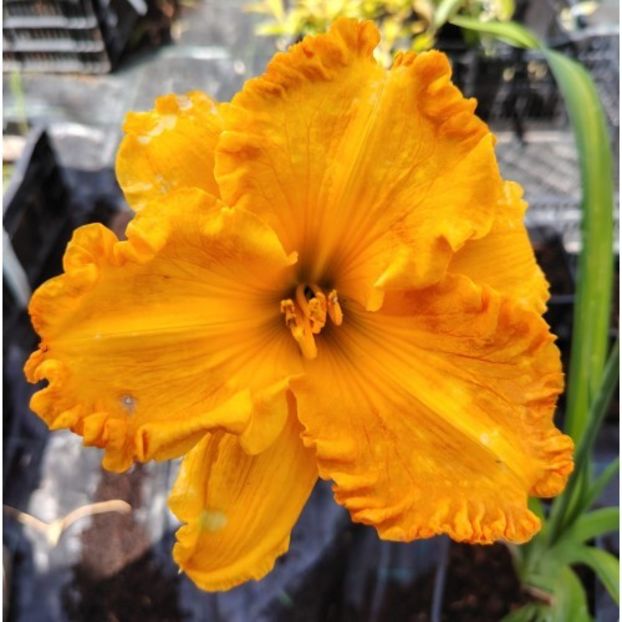 hemerocallis-orange-nassau - Hemerocallis