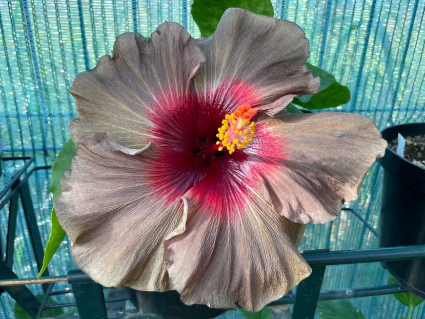  - 001 - Hibiscusi 2024 - 2