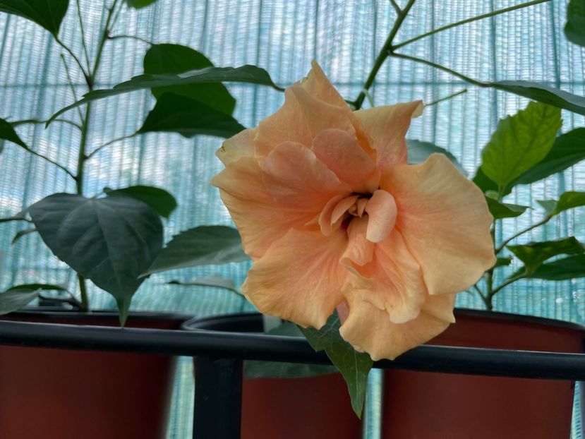  - Clasici - Apricot Dublu și Alb Dublu